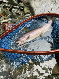 イワナの釣果