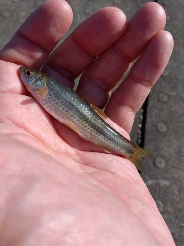 モロコの釣果