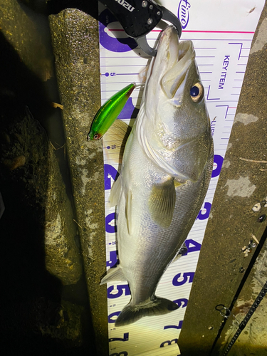 シーバスの釣果