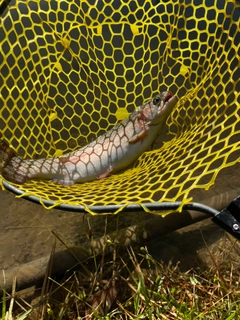 ニジマスの釣果