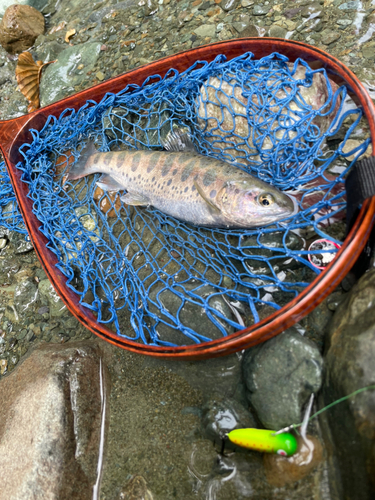 ヤマメの釣果