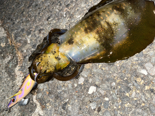 アオリイカの釣果