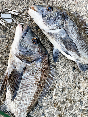 クロダイの釣果