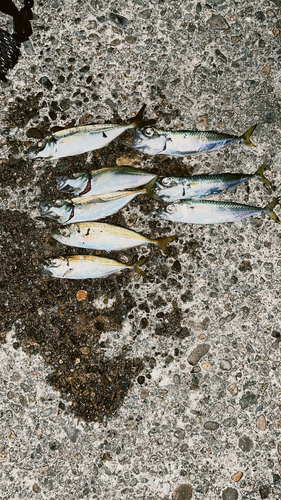 アジの釣果