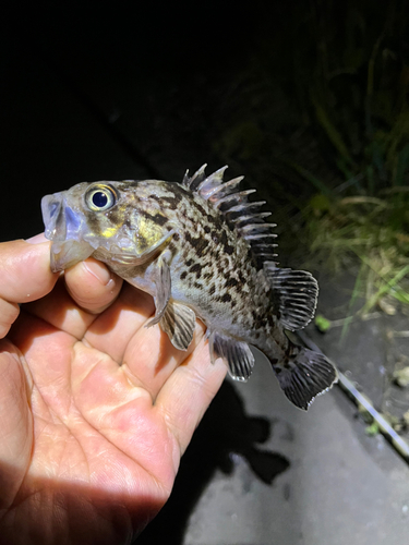 クロソイの釣果