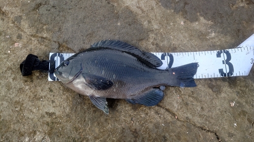 クチブトグレの釣果