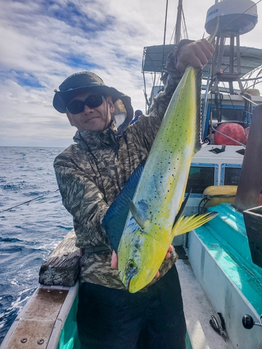 シイラの釣果