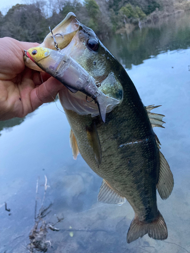 ブラックバスの釣果