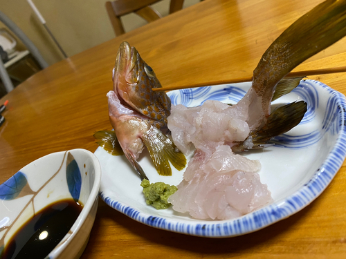 キジハタの釣果