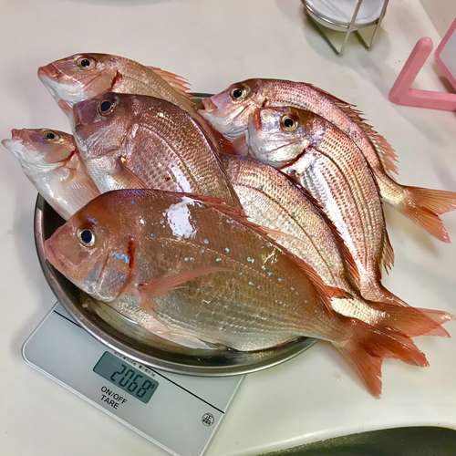 マダイの釣果