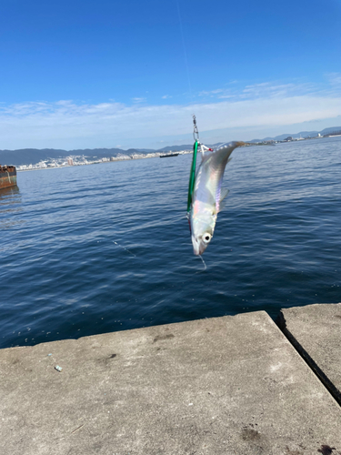 サバの釣果