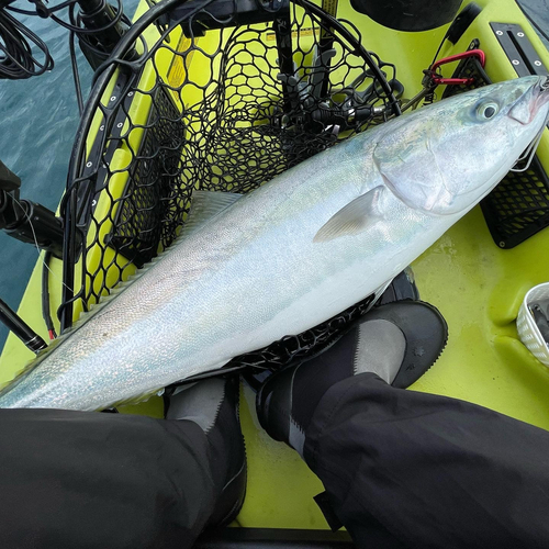 ブリの釣果