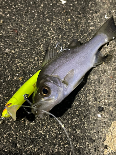 セイゴ（マルスズキ）の釣果