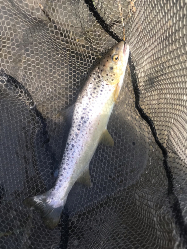 ブラウントラウトの釣果