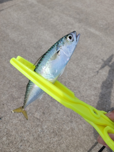 サバの釣果