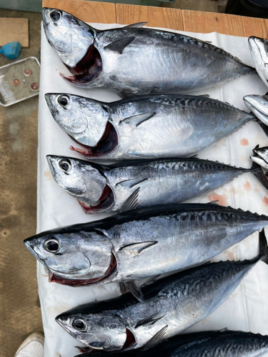 ソウダガツオの釣果