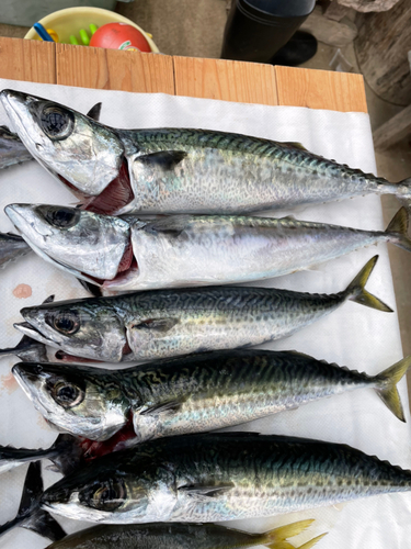 マサバの釣果