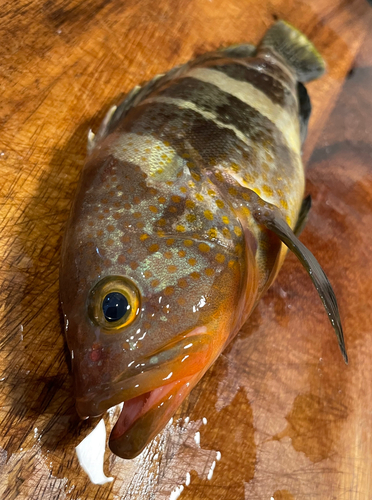 アコウの釣果