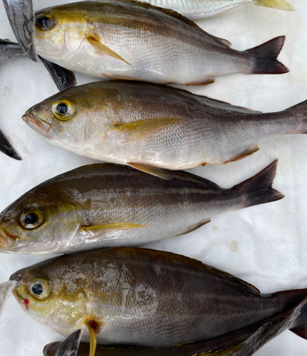 イサキの釣果