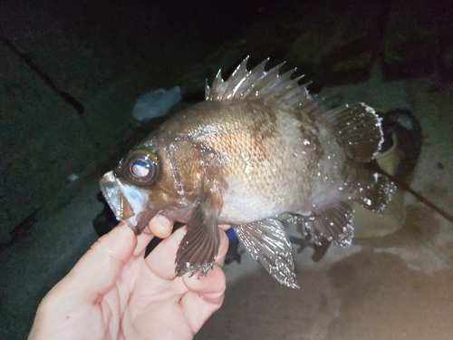 メバルの釣果