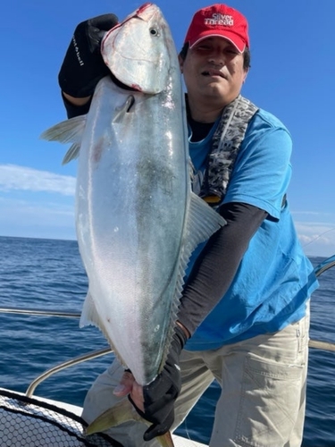 ブリの釣果