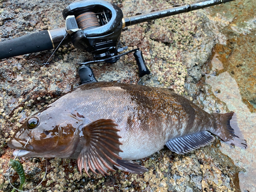 アイナメの釣果