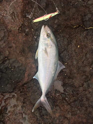 ショゴの釣果