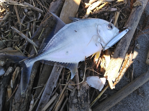 メッキの釣果