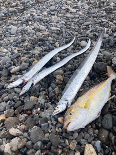 タチウオの釣果