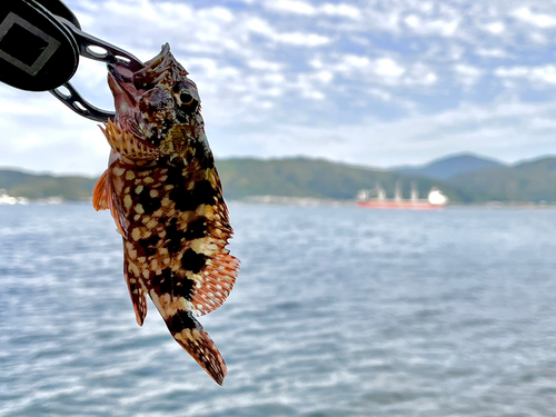 ガシラの釣果