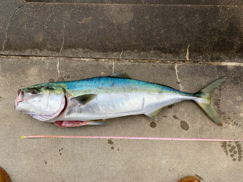 ブリの釣果