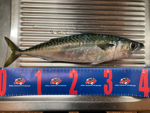 サバの釣果