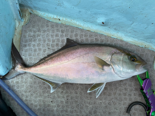 カンパチの釣果