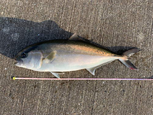 カンパチの釣果