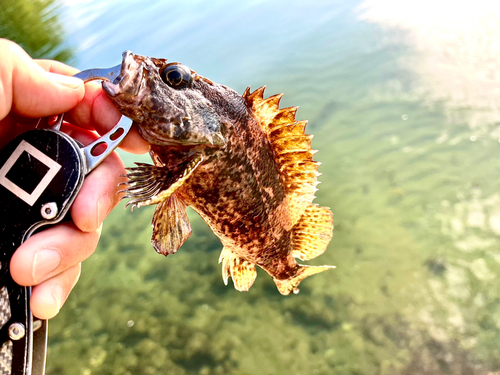 ソイの釣果