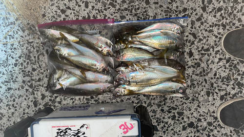 アジの釣果