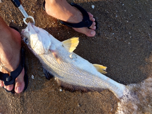 シログチの釣果