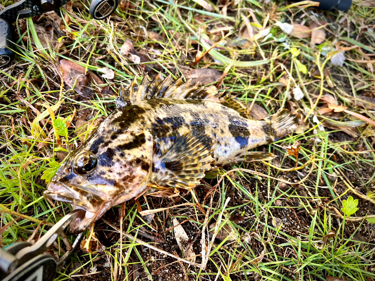 タケノコメバル