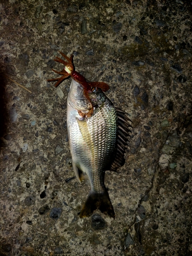 キビレの釣果