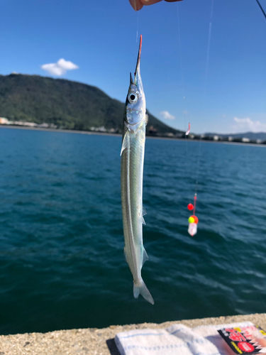 サヨリの釣果