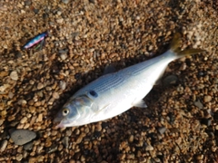 コノシロの釣果