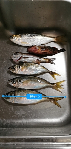 アジの釣果