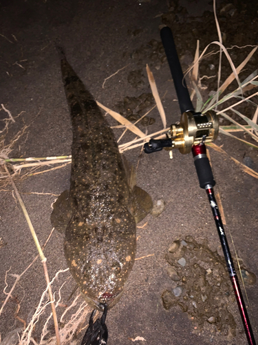 マゴチの釣果