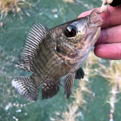 ナイルティラピアの釣果