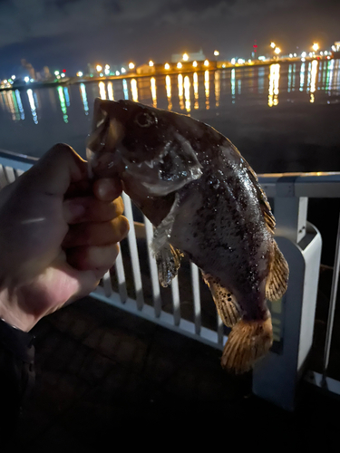 クロソイの釣果