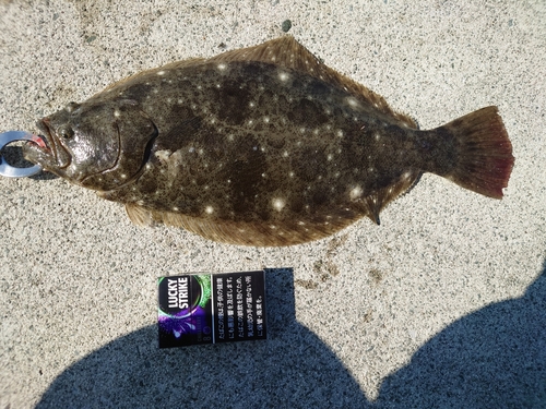 ヒラメの釣果