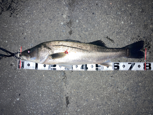 マルスズキの釣果