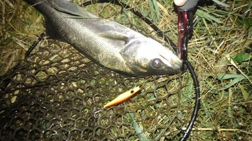 フッコ（マルスズキ）の釣果