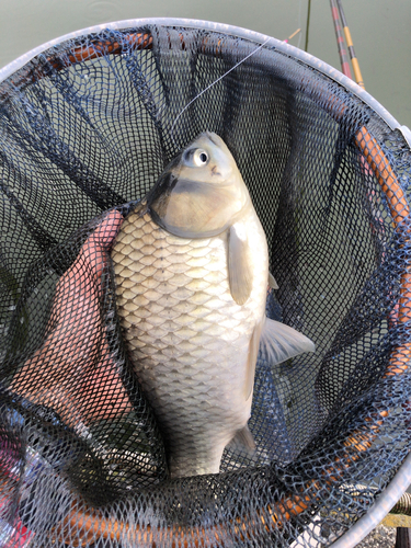 ヘラブナの釣果