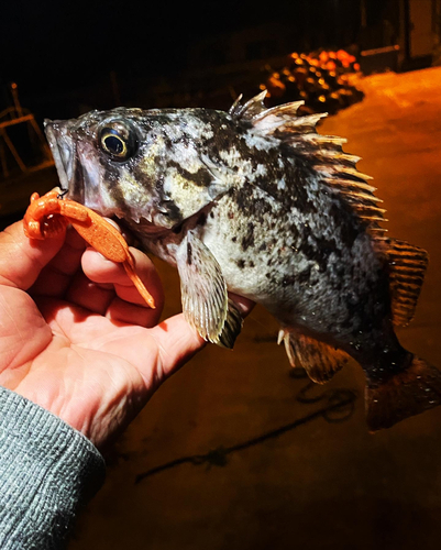 クロソイの釣果